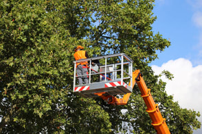 trimming of a tree hanging over a power line